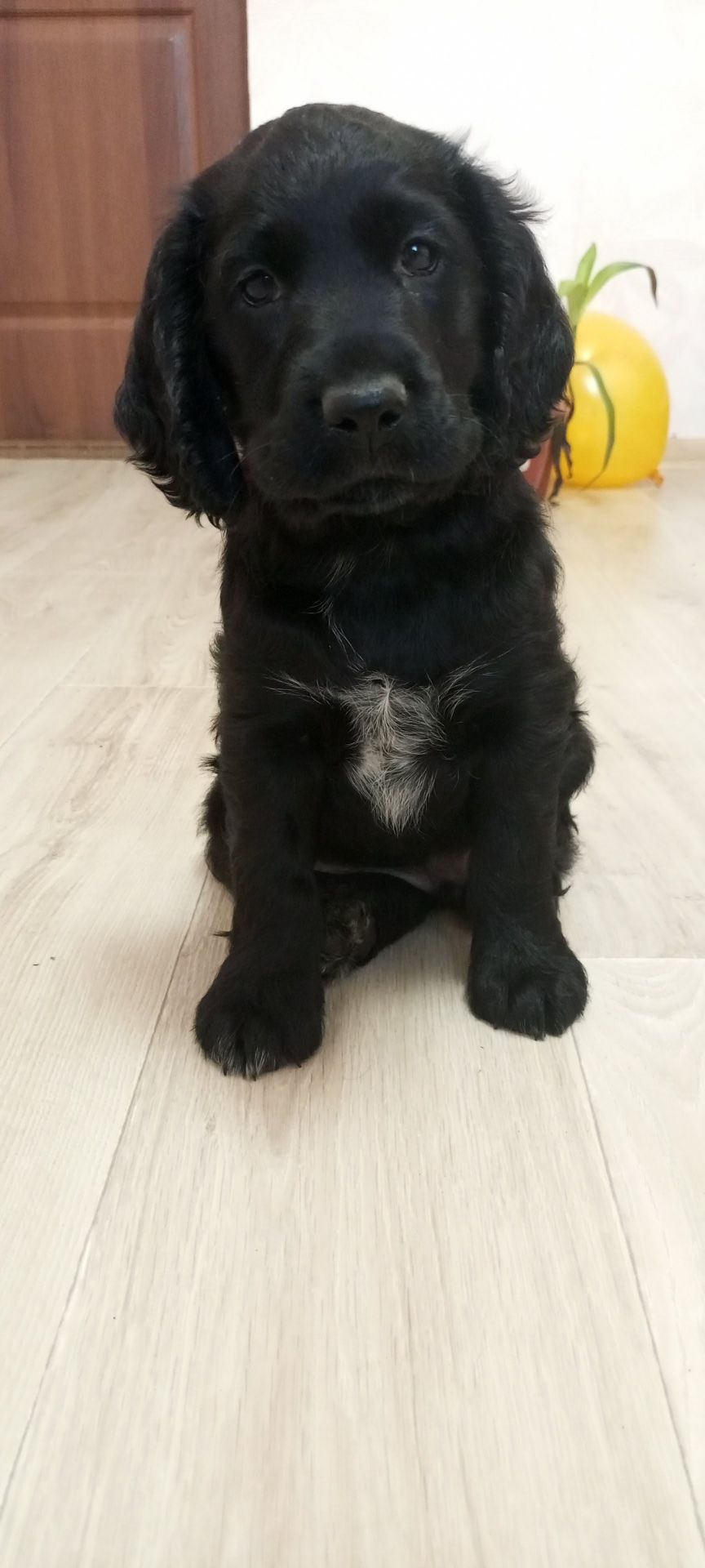 Хлопчик РМС в пошуках люблячого хазяїна