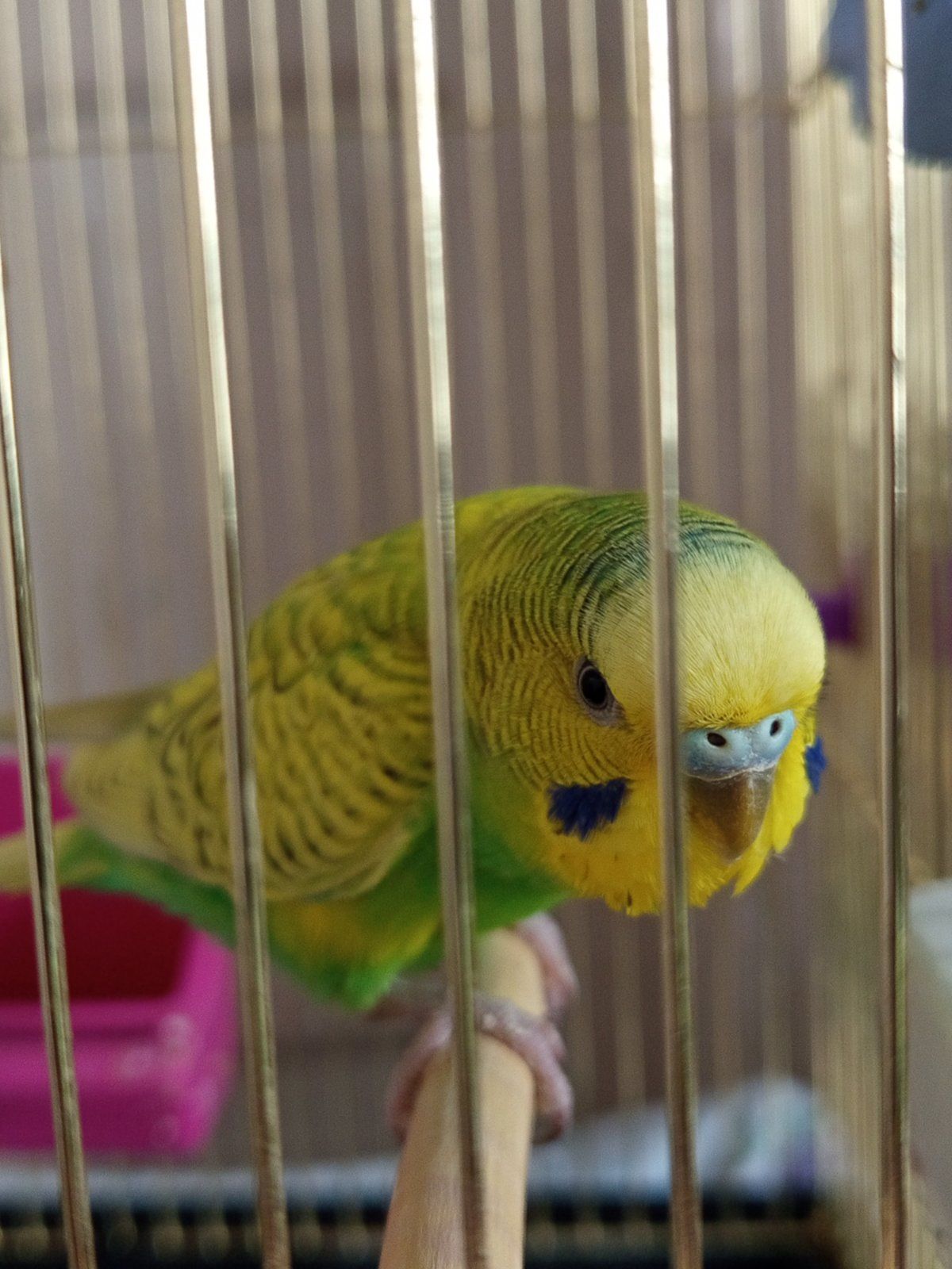 Волнистый попугай 4 мес