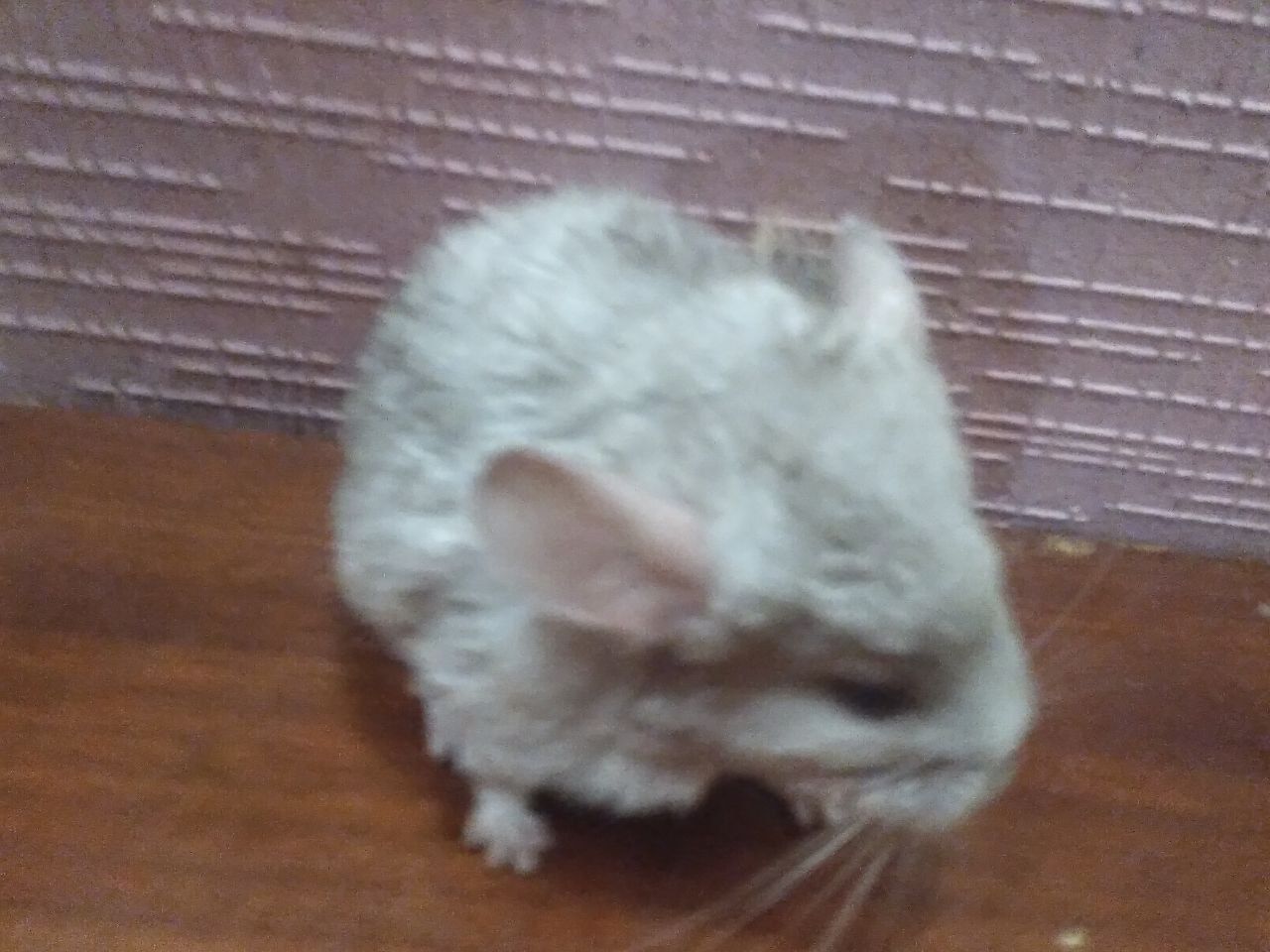 Шиншилята 1 місяць