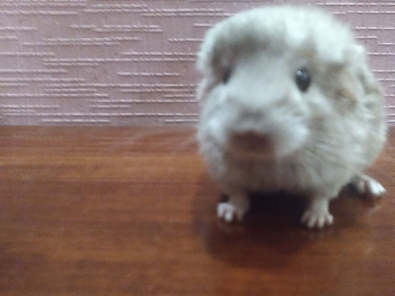 Шиншилята 1 місяць