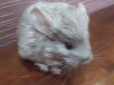 Шиншилята 1 місяць