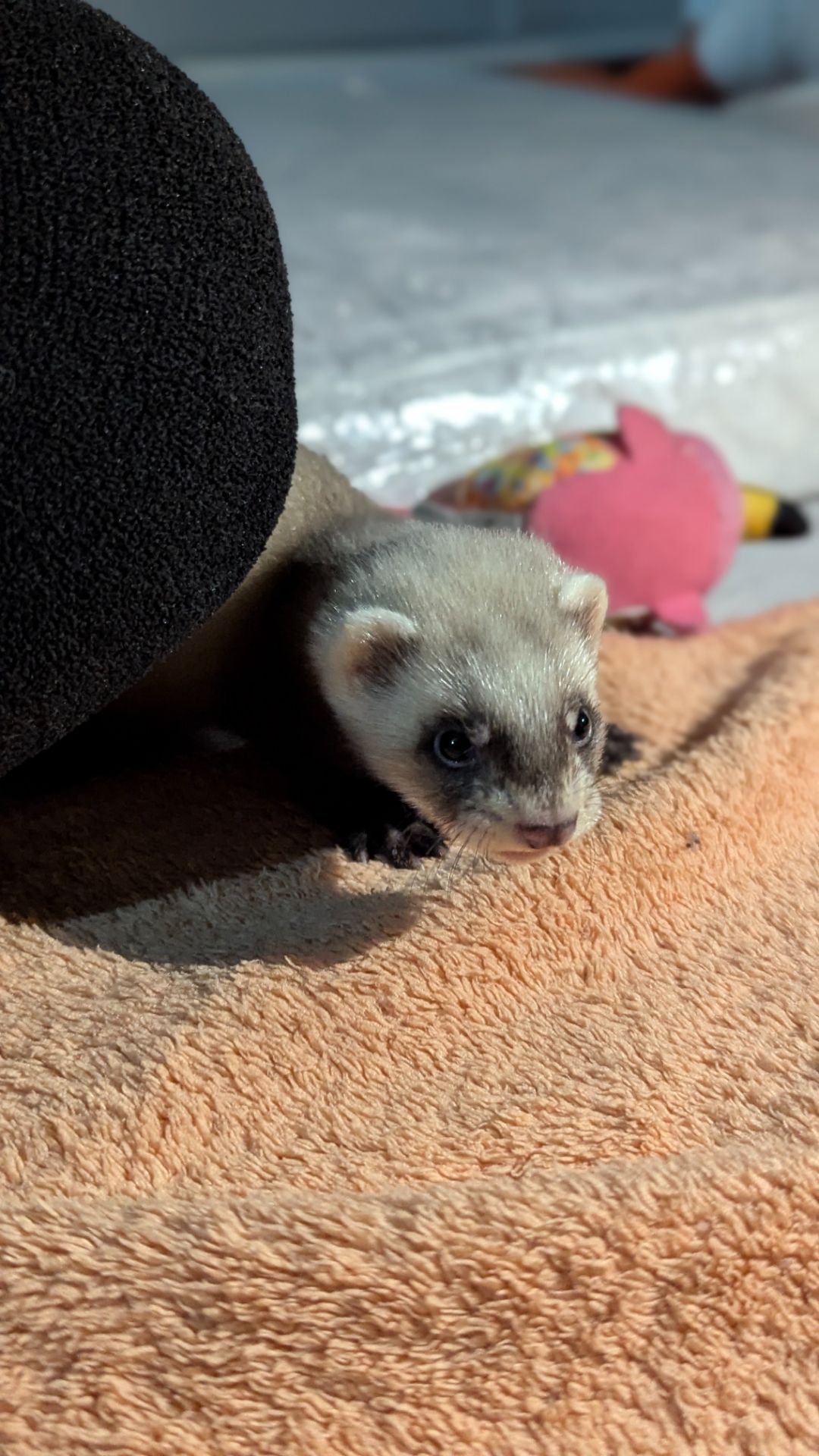 Продам хорька, девочка