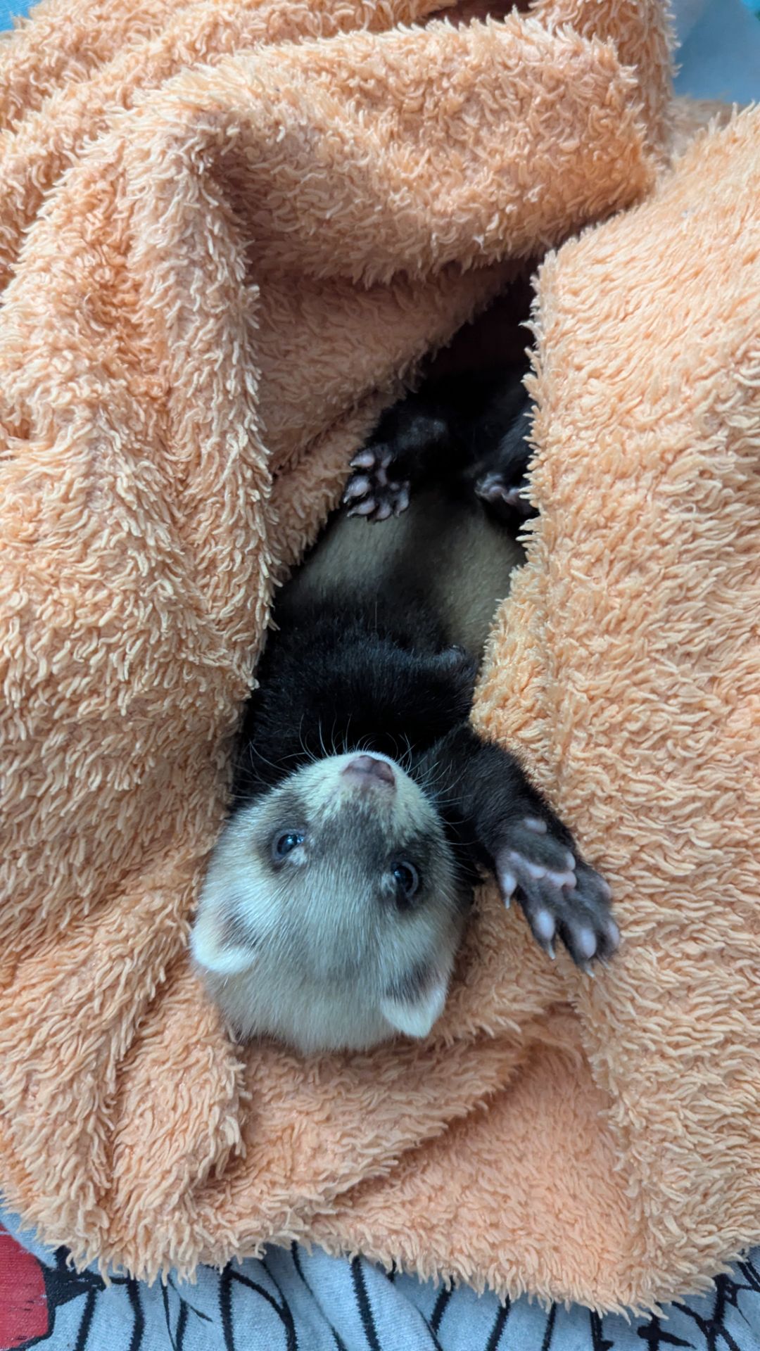 Продам хорька, девочка