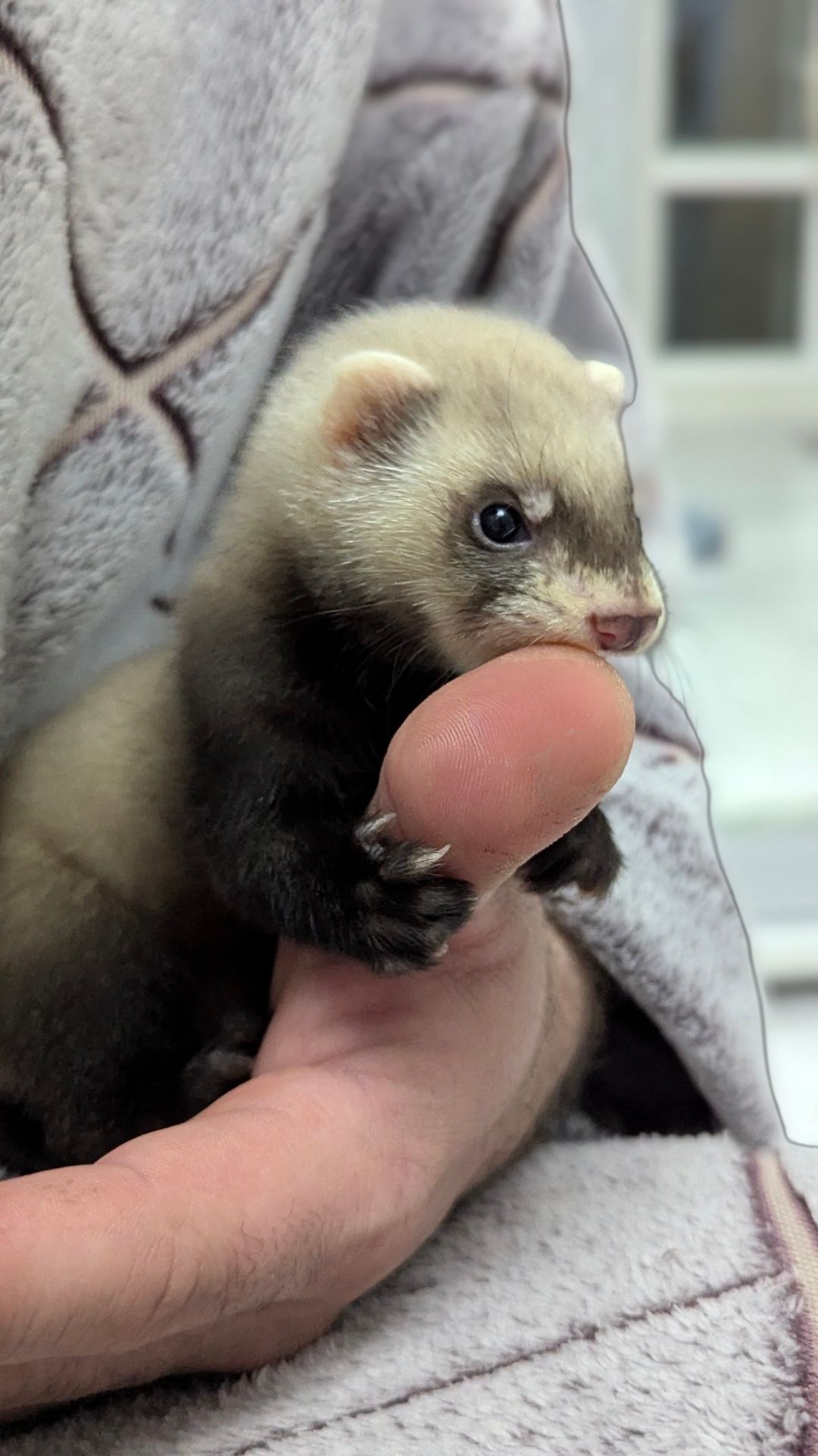 Продам хорька, девочка