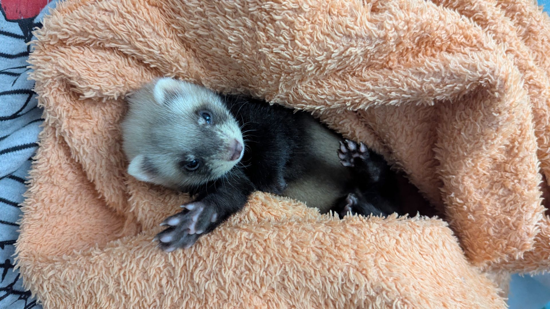 Продам хорька, девочка