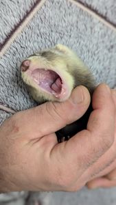 Продам хорька, девочка