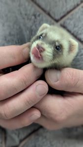 Продам хорька, девочка