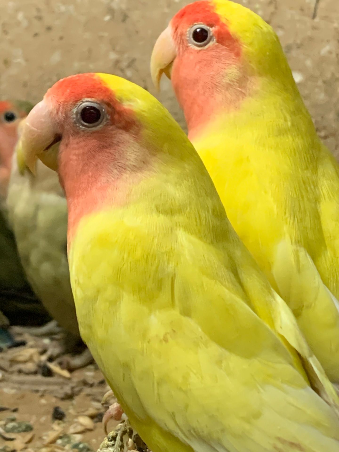 Неразлучник. Желтые с красной мордочкой