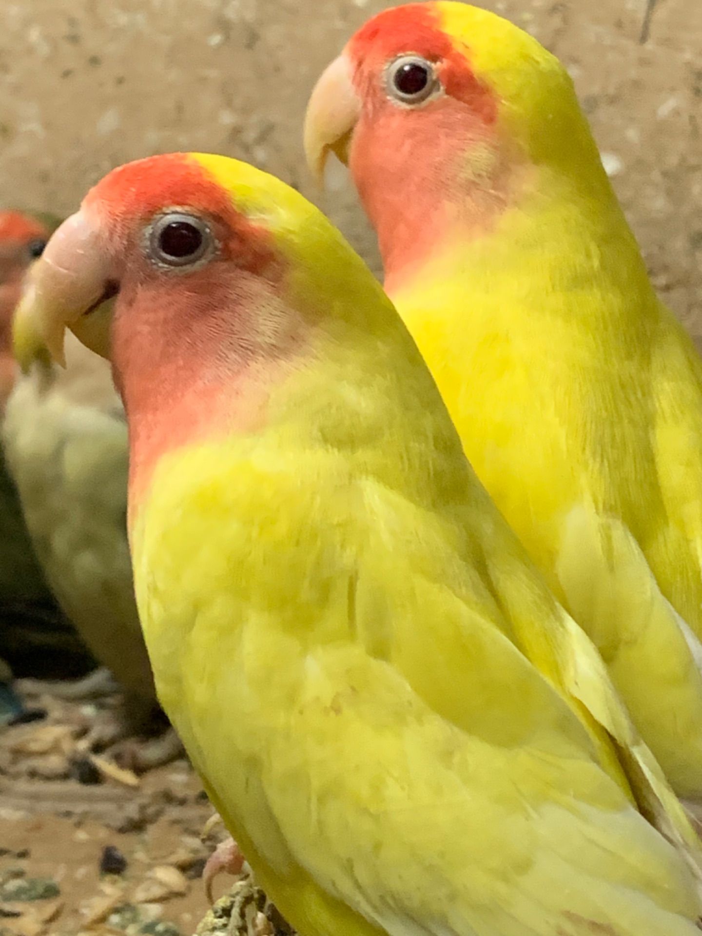 Неразлучник. Желтые с красной мордочкой