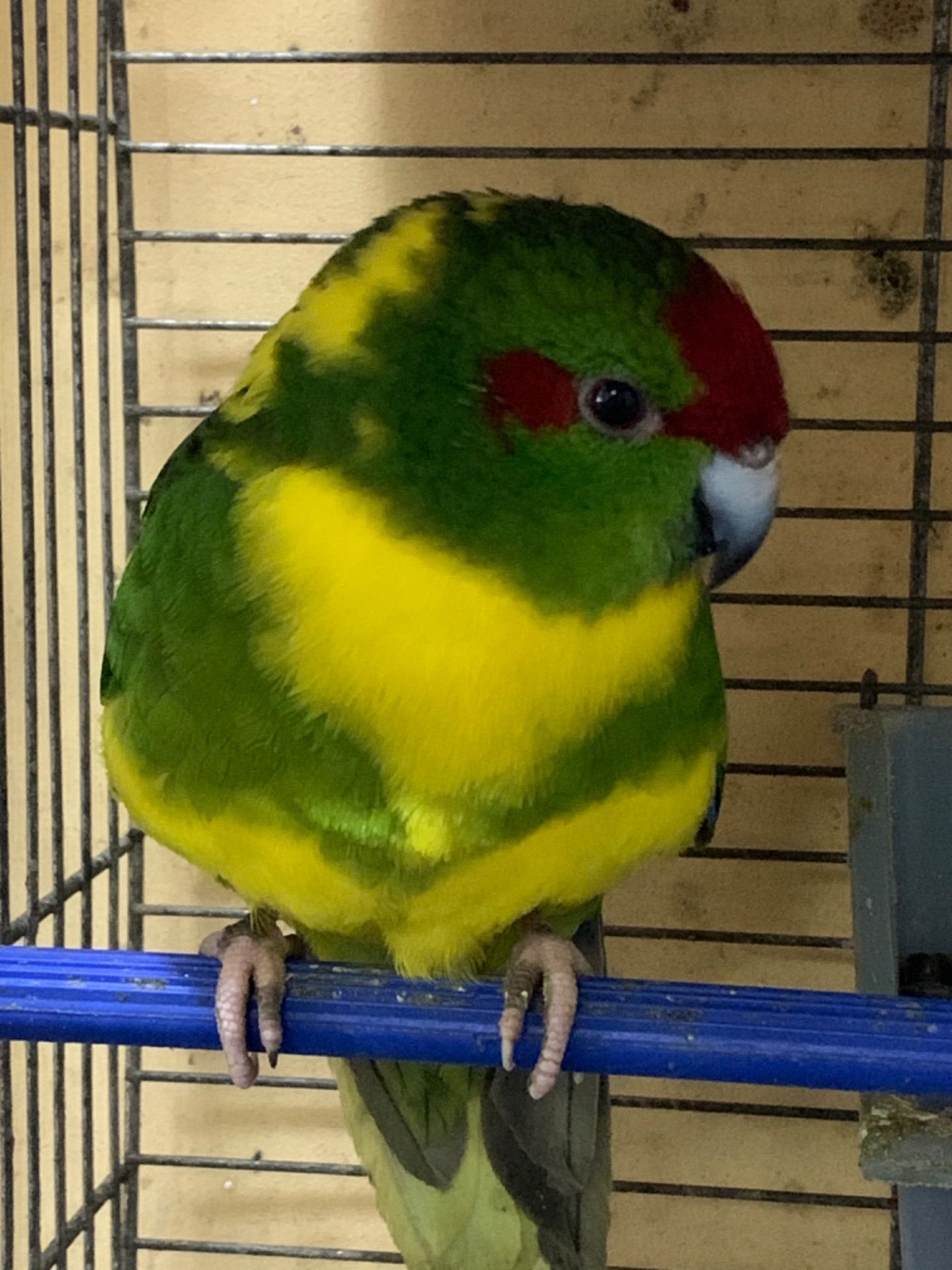 Какарики ручные для семьи, различные окрасы