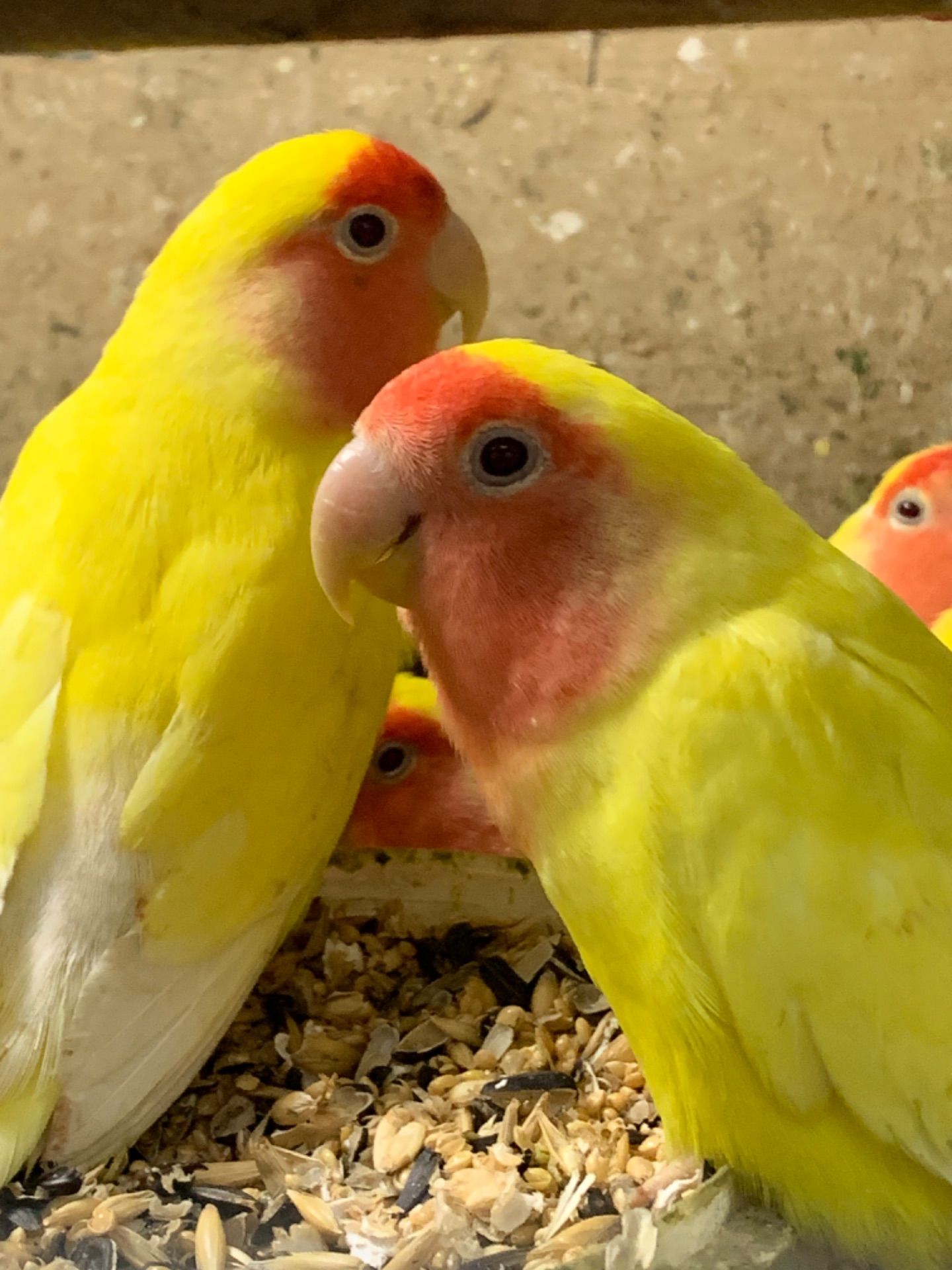 Неразлучник. Желтые с красной мордочкой