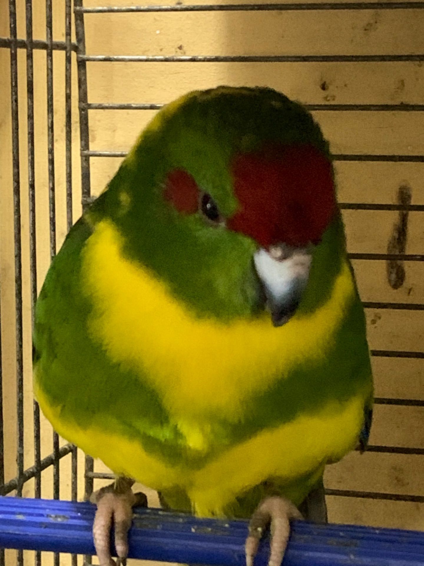 Какарики ручные для семьи, различные окрасы