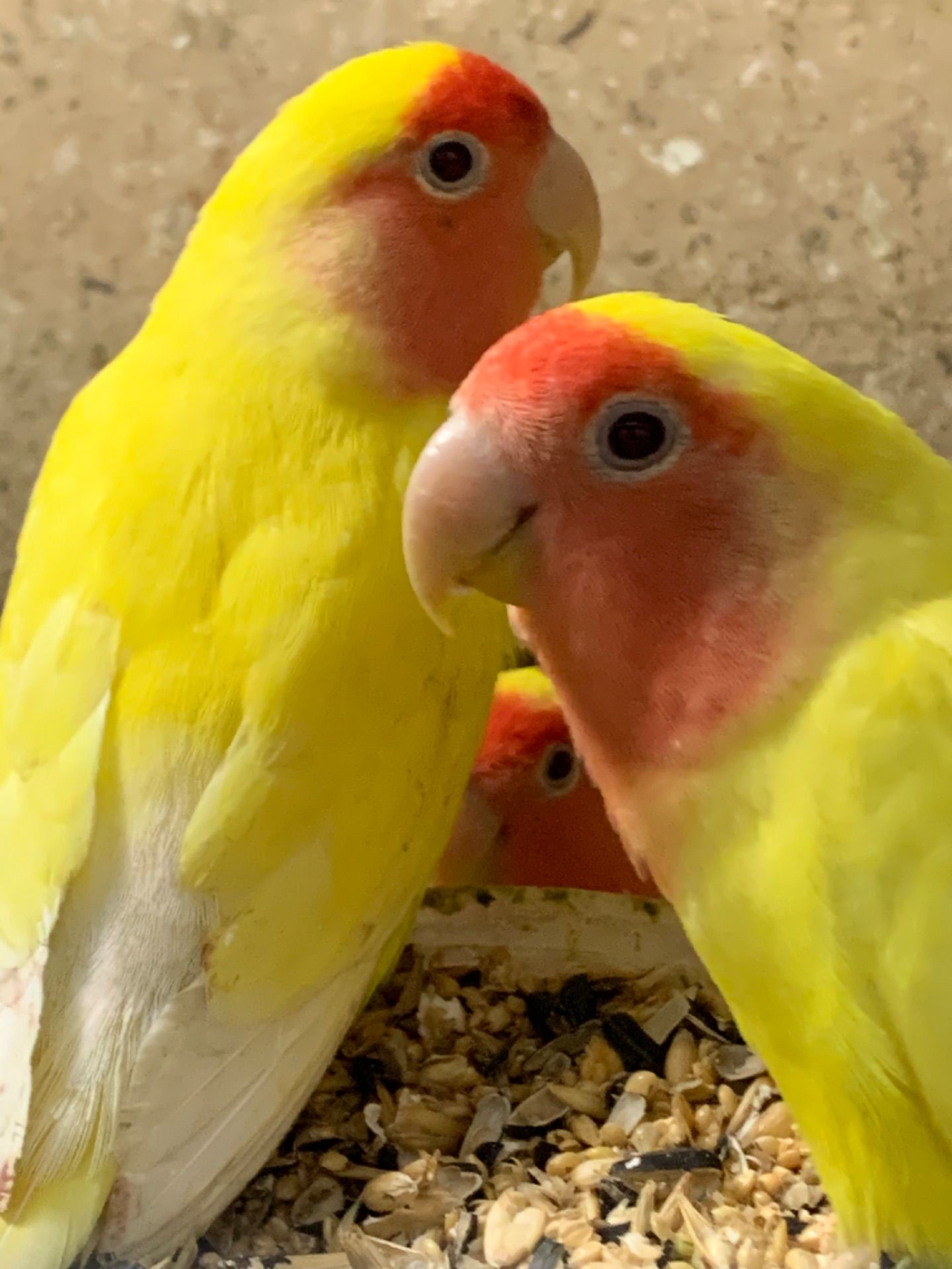 Неразлучник. Желтые с красной мордочкой
