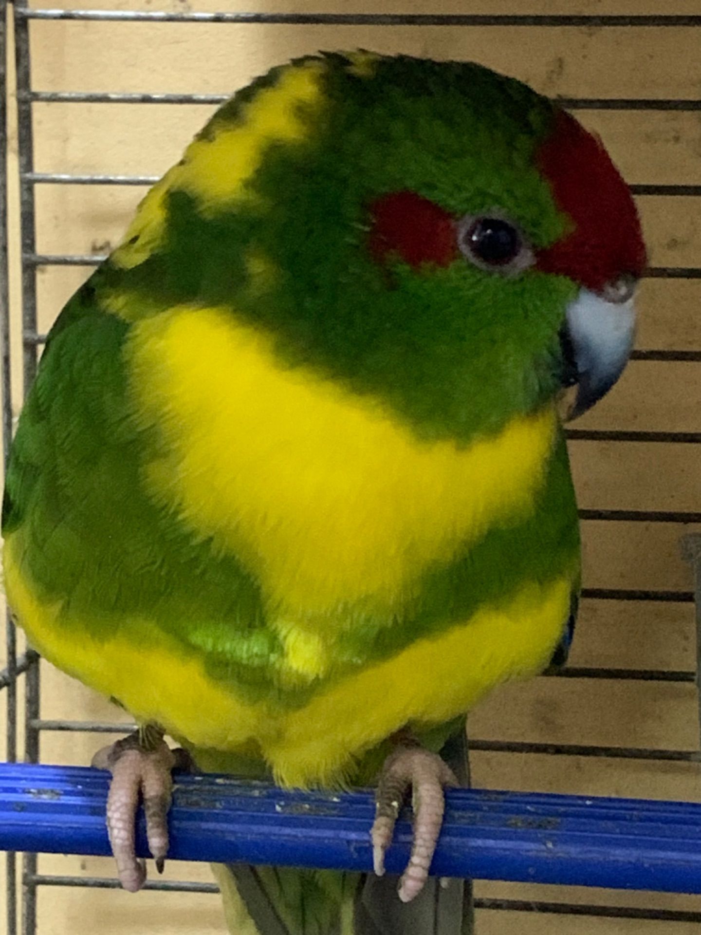 Какарики ручные для семьи, различные окрасы