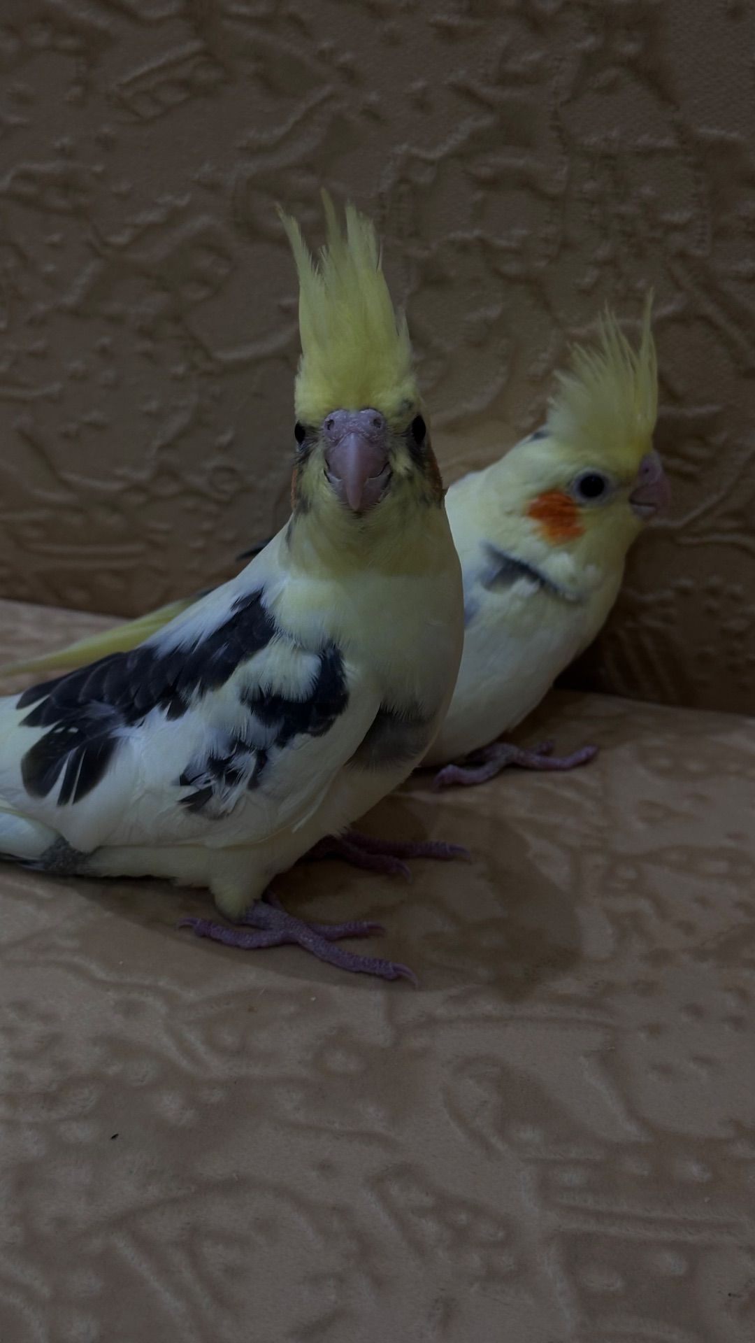 Попугайчики Корелла выкормыши ручные