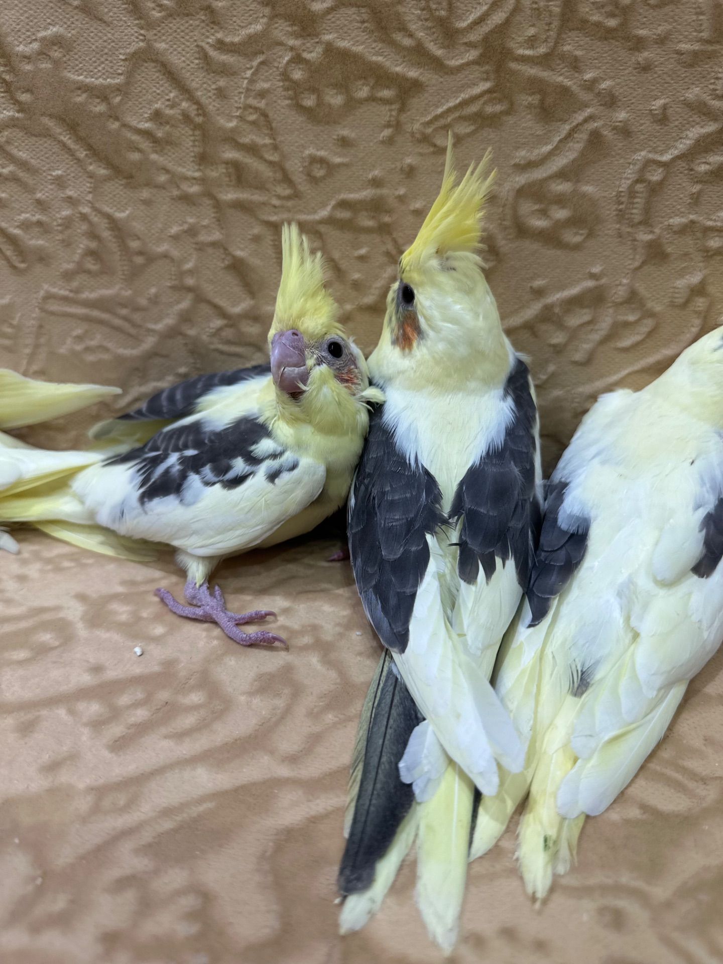 Попугайчики Корелла выкормыши ручные