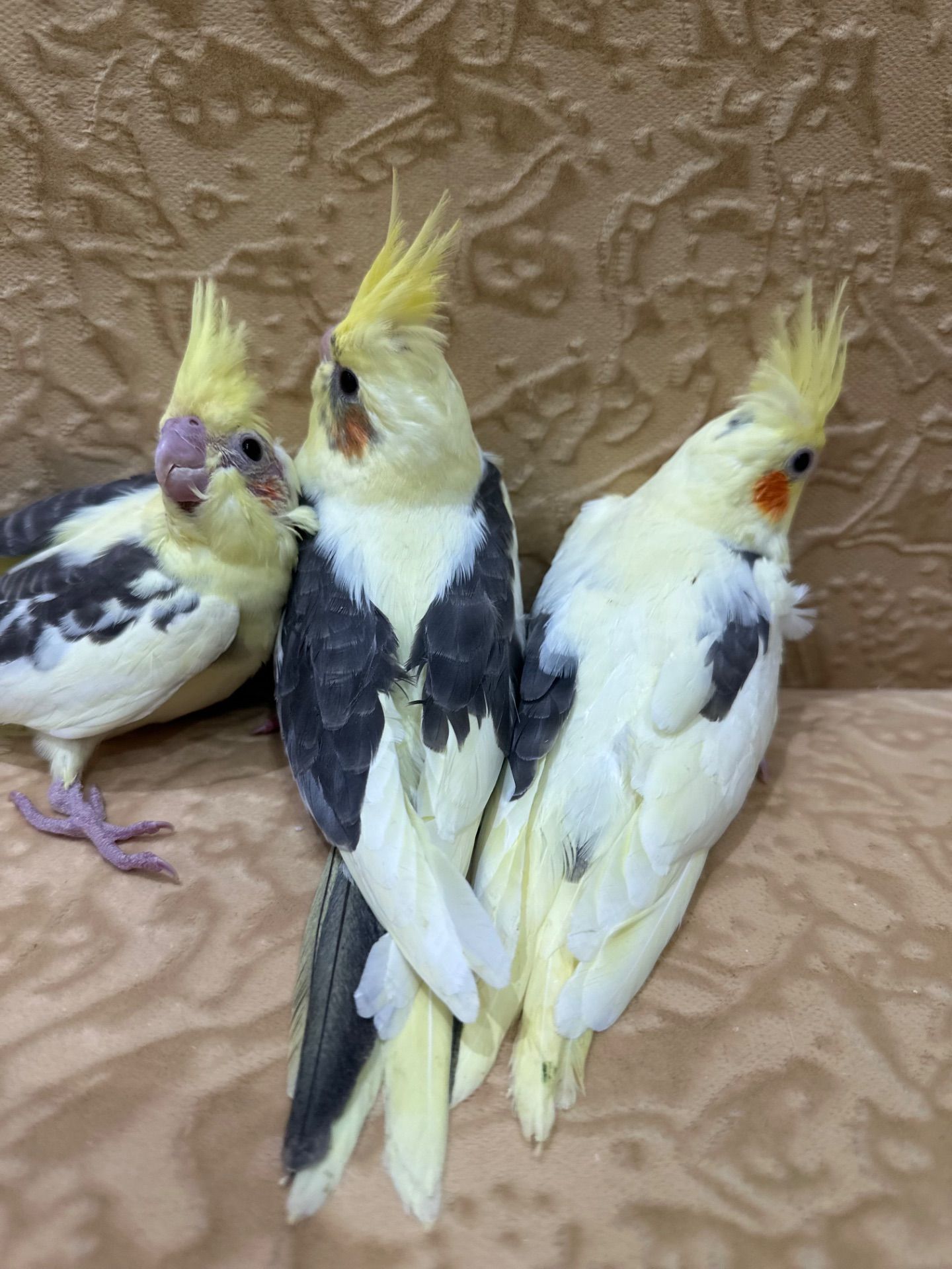 Попугайчики Корелла выкормыши ручные