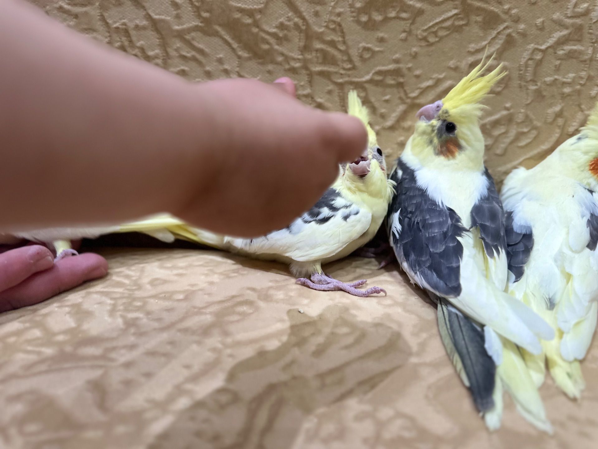 Попугайчики Корелла выкормыши ручные