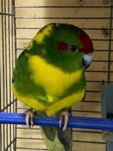 Какарики ручные для семьи, различные окрасы