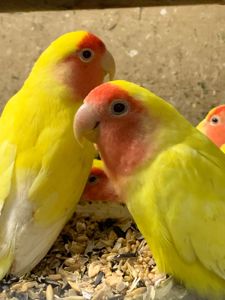Неразлучник. Желтые с красной мордочкой