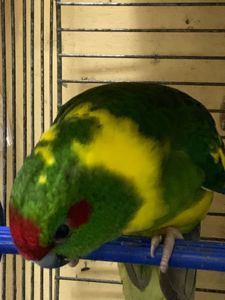 Какарики ручные для семьи, различные окрасы