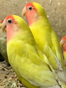 Неразлучник. Желтые с красной мордочкой