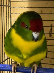 Какарики ручные для семьи, различные окрасы