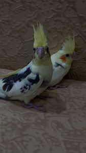 Попугайчики Корелла выкормыши ручные