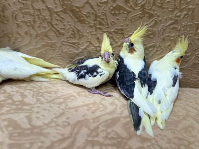 Попугайчики Корелла выкормыши ручные