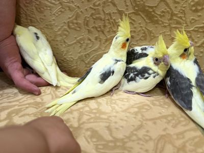 Попугайчики Корелла выкормыши ручные