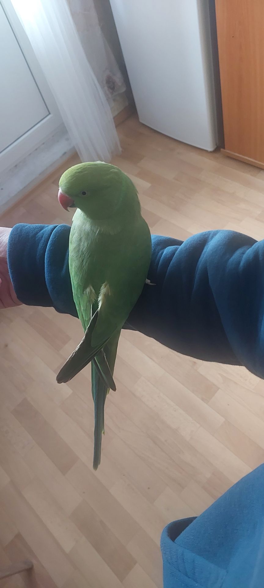 Папуга розмовляє намистиновий крамера лаймовий 1,5 роки