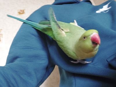 Папуга розмовляє намистиновий крамера лаймовий 1,5 роки