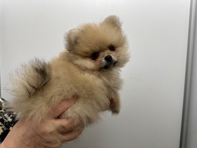 Хлопчик померанський шпіц