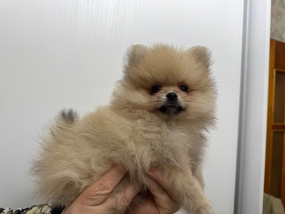 Хлопчик померанський шпіц