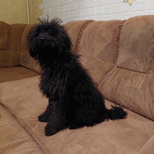 Мальтіпу- ексклюзив, чорного окрасу