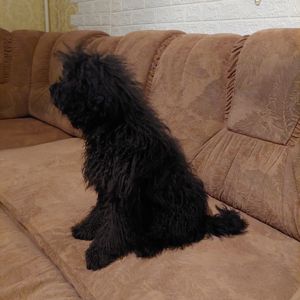 Мальтіпу- ексклюзив, чорного окрасу