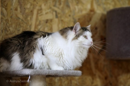 Мласнючий Макс