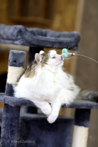 Мласнючий Макс