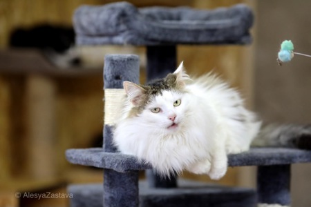 Мласнючий Макс