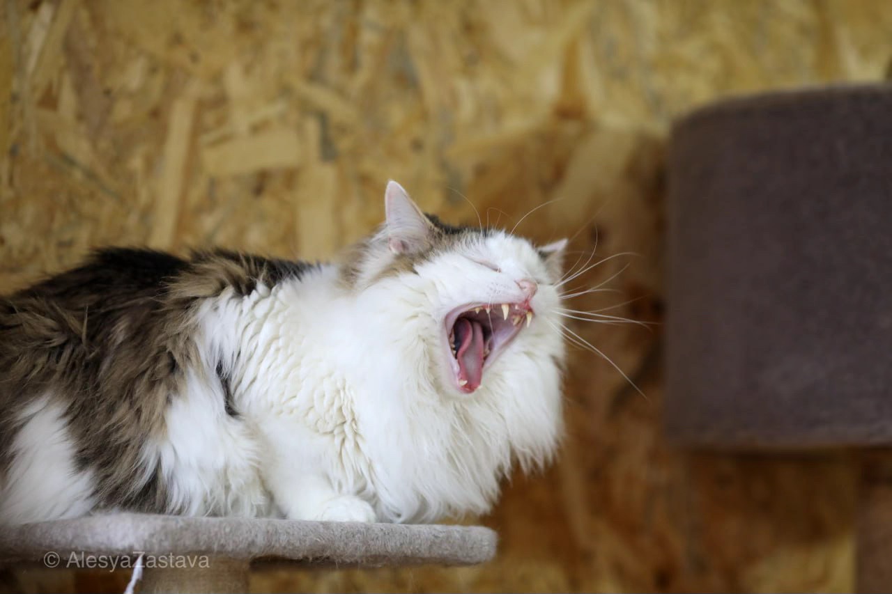 Мласнючий Макс