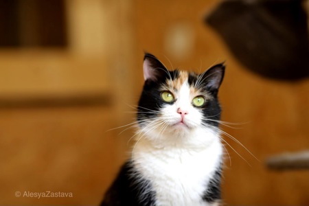 Красуня Мєрлін