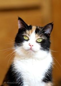 Красуня Мєрлін