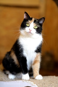 Красуня Мєрлін