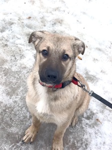 Цуценя Ларго