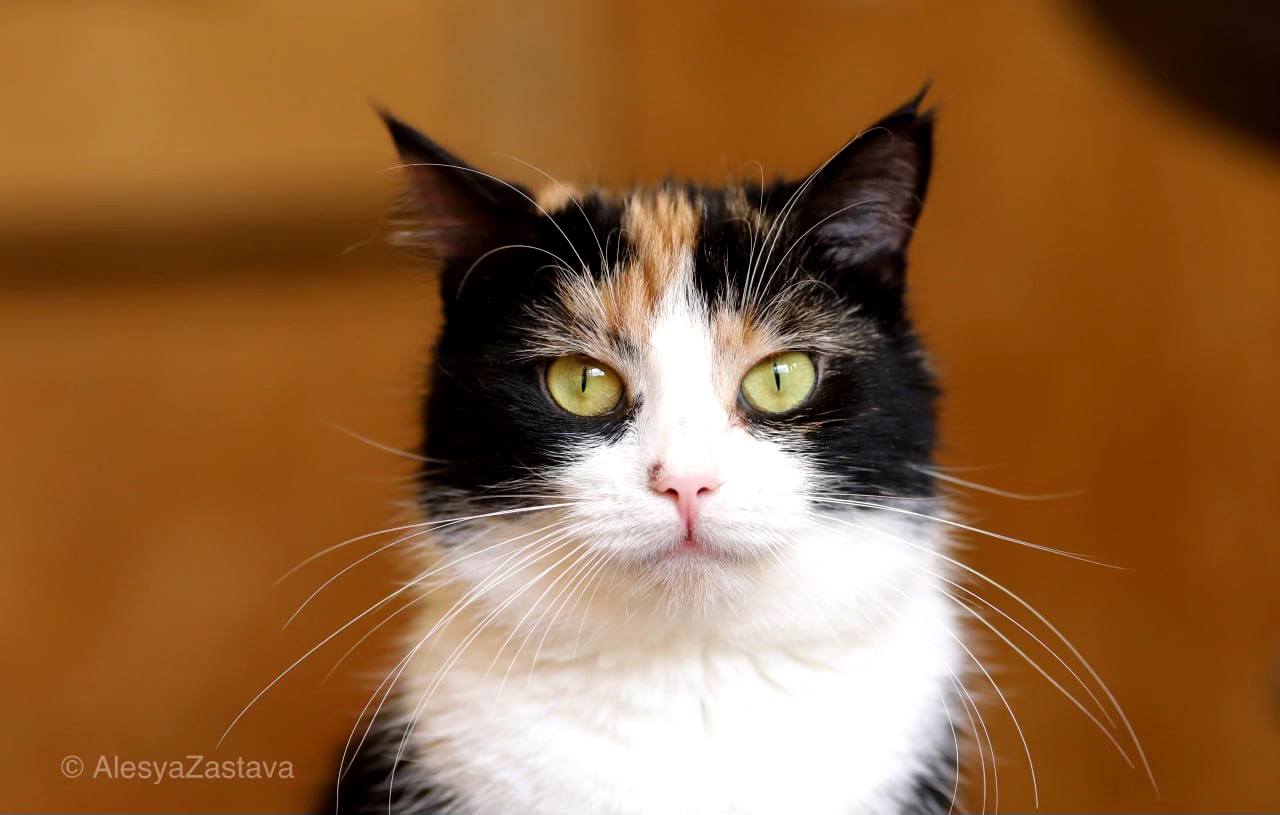 Красуня Мєрлін