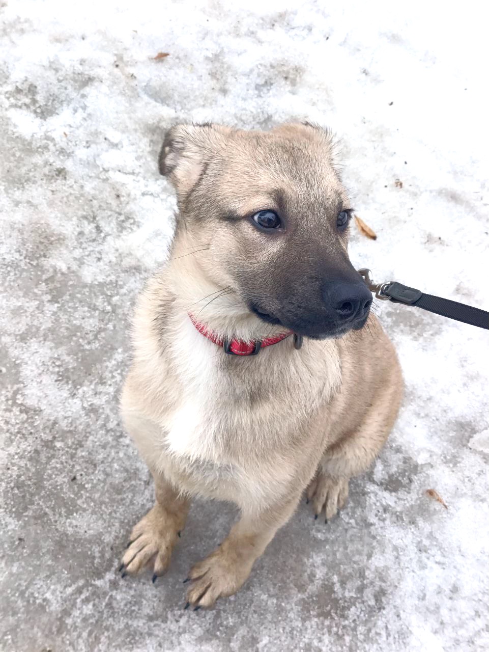 Цуценя Ларго