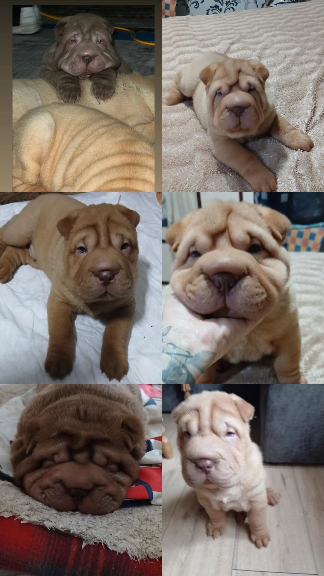 Щенки Шарпей