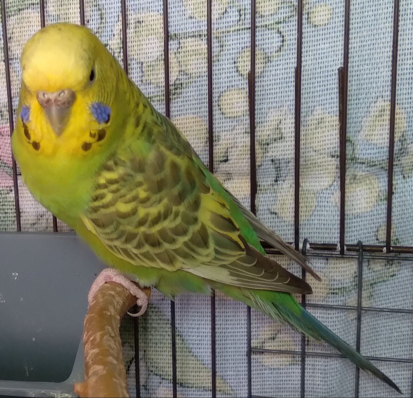 Молоденькая девочка волнистый попугайчик