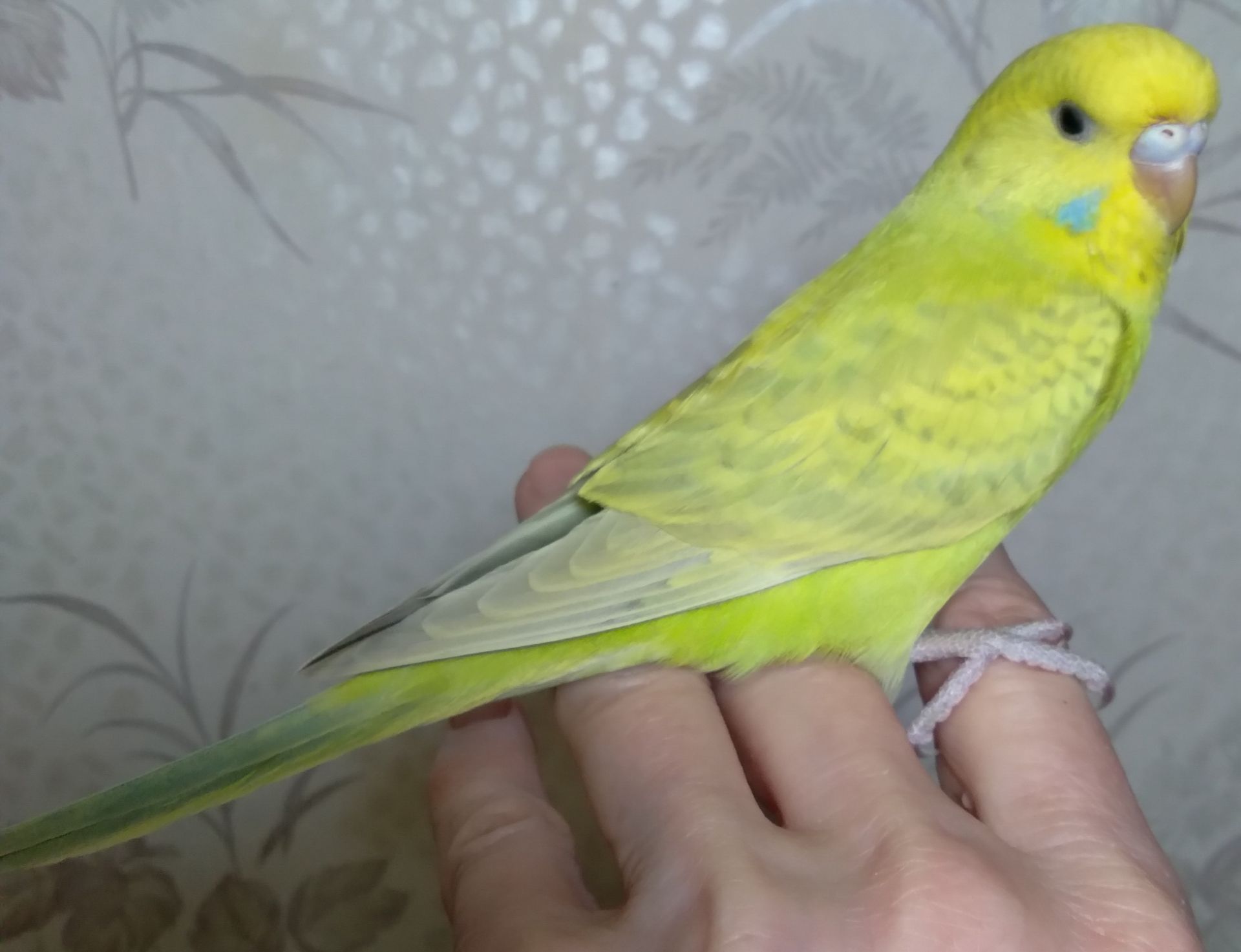 Ручная девочка птенчик волнистый попугайчик