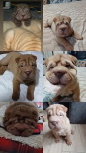 Щенки Шарпей